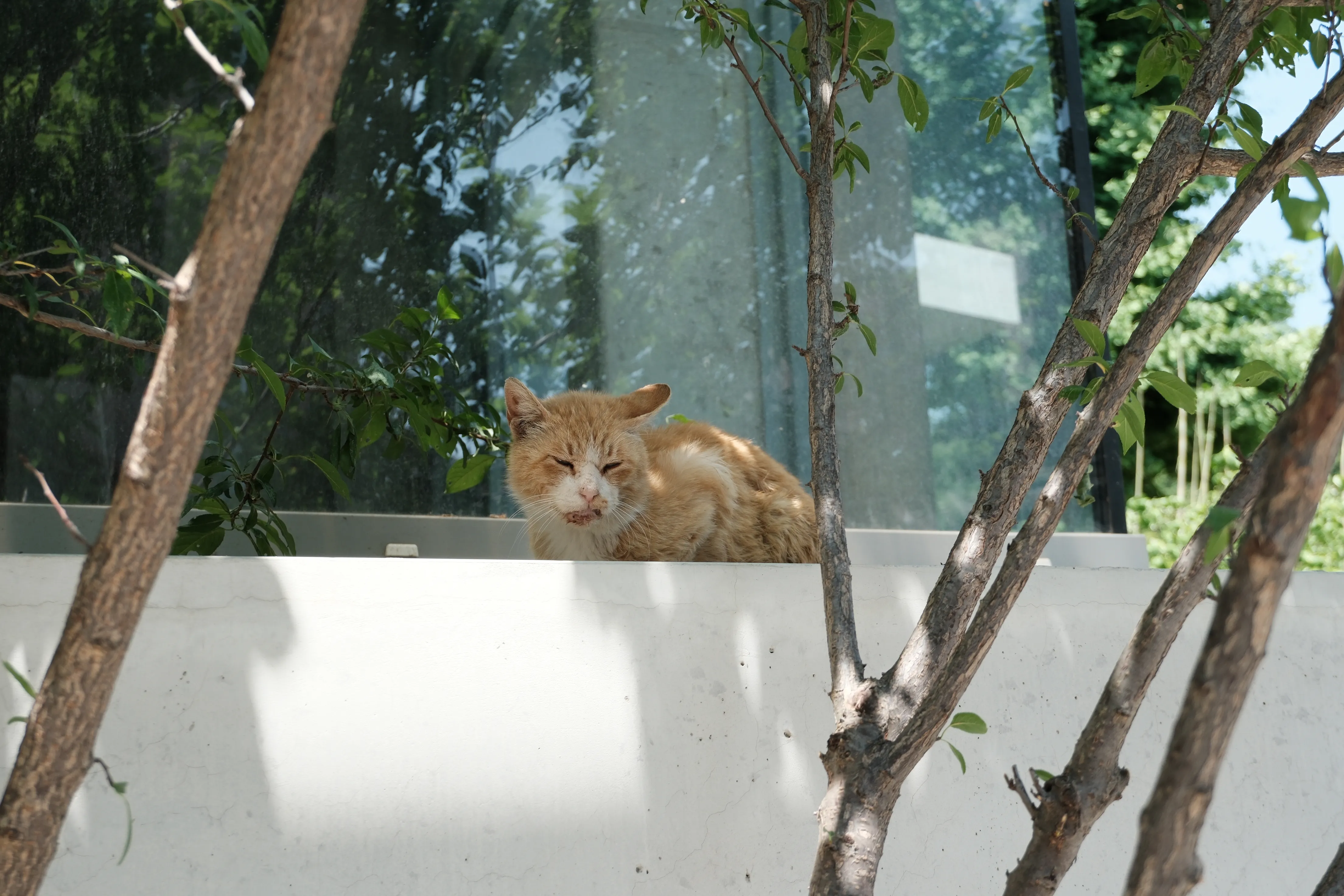 A ginger cat sitting on a low white wall with its eyes closed, seen through the branches of a young tree.